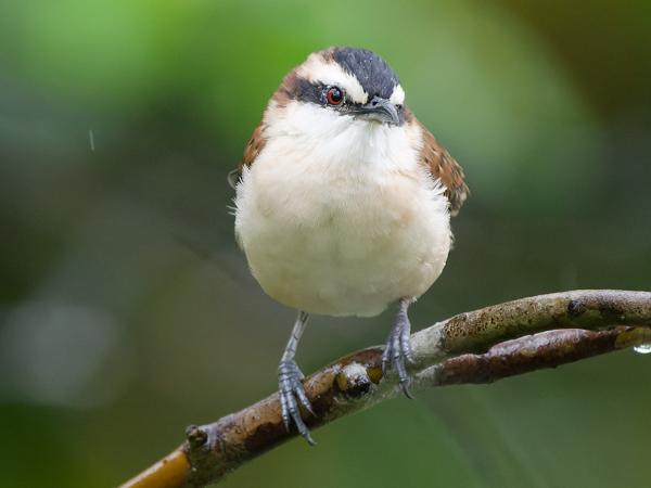<h3><a href="/trips/costa-rica/biota/animalia/chordata/aves/040 passeriformes/099 troglodytidae/campylorhynchus capistratus/campylorhynchus capistratus-nl.html">Campylorhynchus&nbsp;capistratus</a> / Rufous‑backed&nbsp;wren / Roodrugwinterkoning</h3>OM-1 Mark II met OLYMPUS M.150-400mm F4.5 TC, 1/640 sec  bij F5.6, ISO 10000, afstand 7.18&nbsp;m